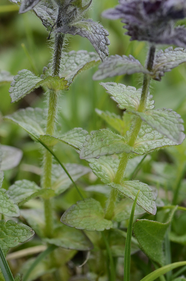 Bartsia alpina / Bartsia